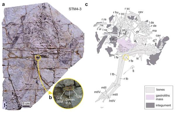 Das untersuchte Caudipteryx-Fossil. Copyright/Quelle: Zheng Qiuyang et al., Communications Biology 2021