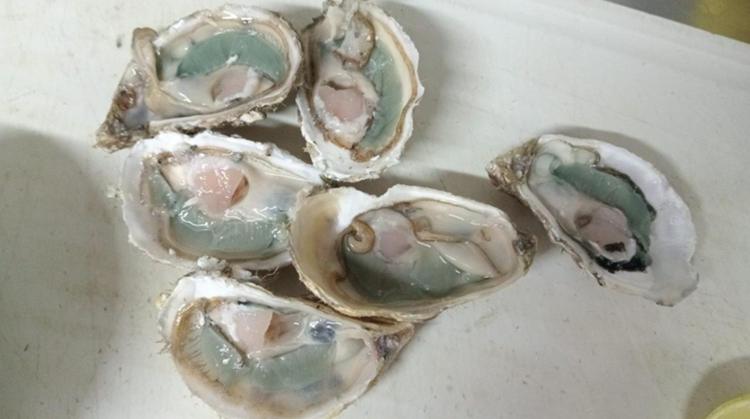 Como fenômeno raro tem deixado ostras esverdeadas e mais saborosas em Florianópolis