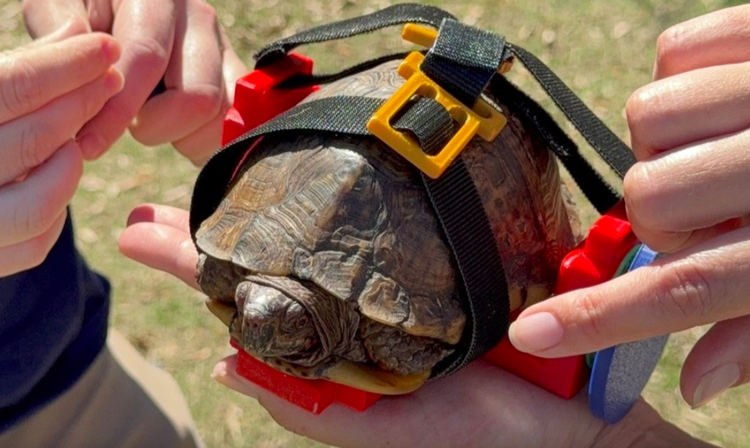 Box turtle at Mississippi Aquarium uplifted by new abilities through 3D-printed wheelchair