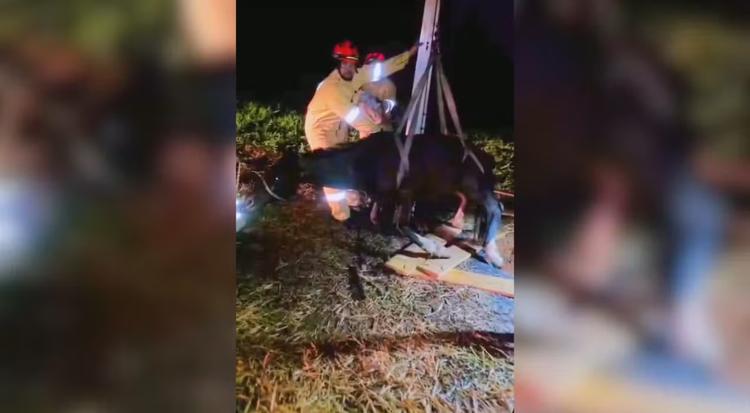 Bombeiros levam quase 5 horas para resgatar cavalo que caiu em poço de 6 metros de profundidade em Sorocaba