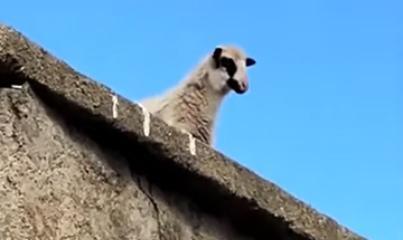 Talking goat!