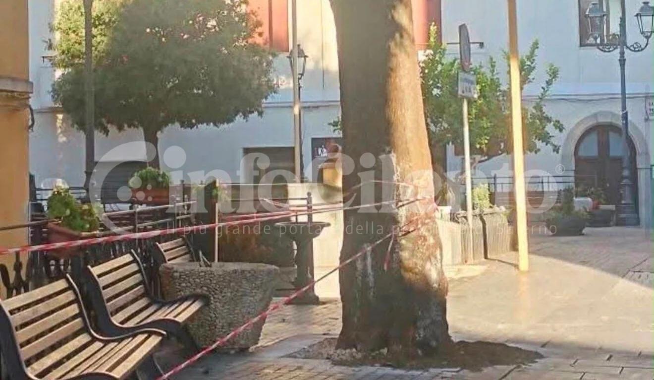 Aquara, l’albero di Piazza Vittorio Veneto sotto esame: «Prima la sicurezza, ma faremo il possibile per salvarlo»