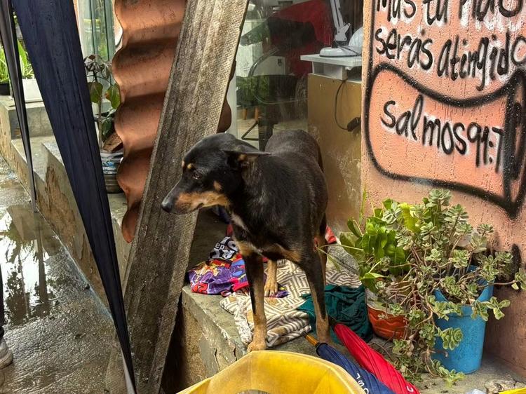 Cachorro resgatado insiste em ficar no local onde irmãs morreram soterradas na Ilha do Governador (RJ)
