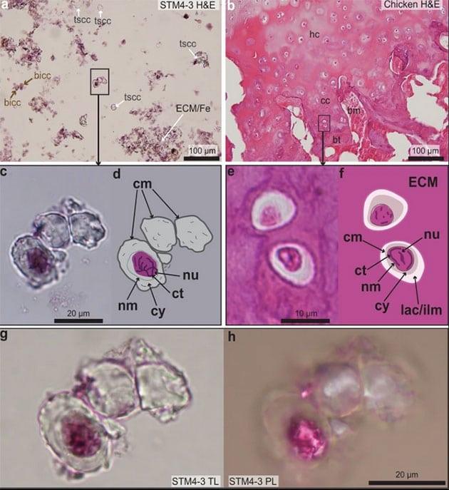 Vergleich der mit Hämatoxylin sichtbar gemachten Zellkerne in der Probe eine heutigen Huhns (l.) mit der Probe aus dem Caudipteryx-Fossil (r.). Copyright/Quelle: Zheng Qiuyang et al., Communications Biology 2021