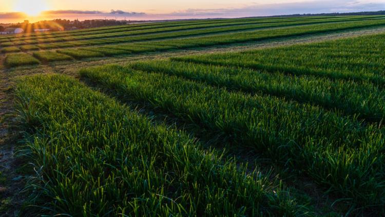 field of wheat in south sweden at sunset