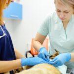 북텍사스 부상 야생동물 급증…구조기관 ‘포화 상태’