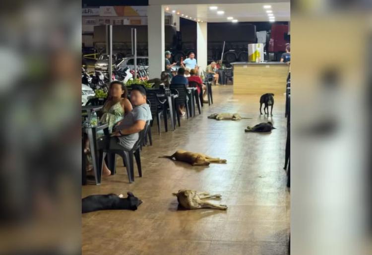 Quem manda aqui? Grupo de cães se espalha em frente a posto no TO e viraliza pela calma