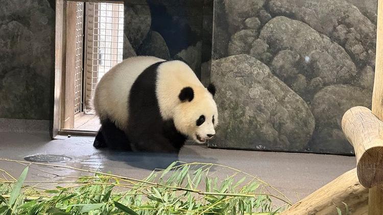 Giant Panda at Smithsonian’s National Zoo. (Janam Gupta/SIliconeer)