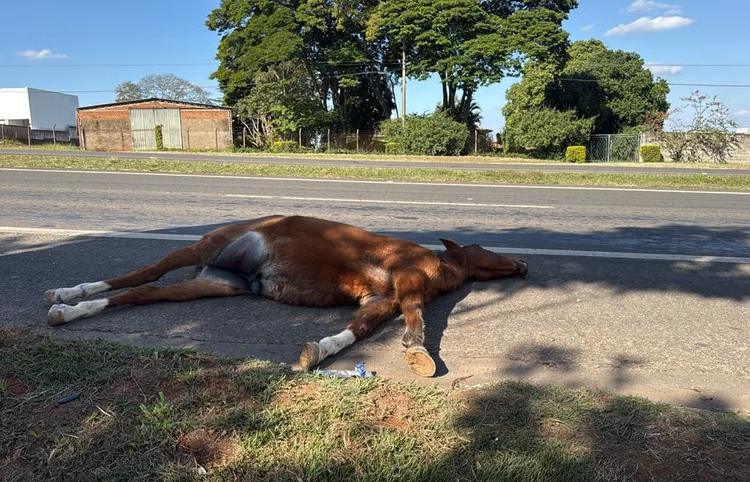 Cavalo morre após ser atropelado por caminhão em Piracicaba