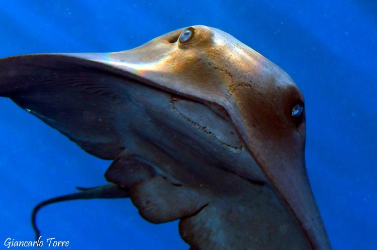 Milazzo, avvistati nella baia del Tono esemplari di Trigone. Ecco come comportarsi (senza avere paura)