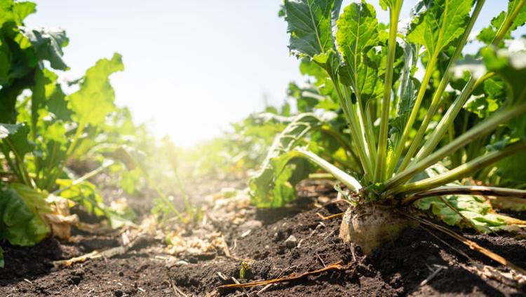 Sugar Beet Drought Stress Can Increase Pest Damage