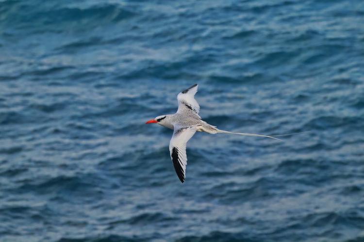 Fernando de Noronha cria catálogo com experiências de turismo de natureza