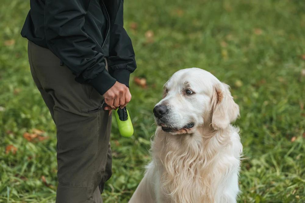 Ogliastro Cilento lancia la sterilizzazione gratuita per i cani padronali
