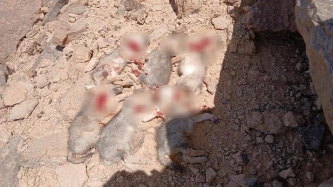 غضب واسع بعد ذبح جراء ذئاب بالريصاني ومطالب بفتح تحقيق