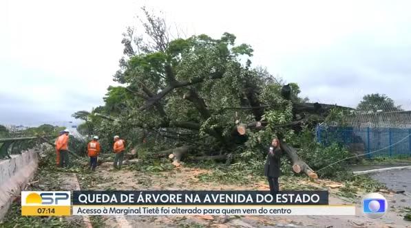 Queda de árvore bloqueia trecho da Avenida do Estado no acesso à Marginal Tietê