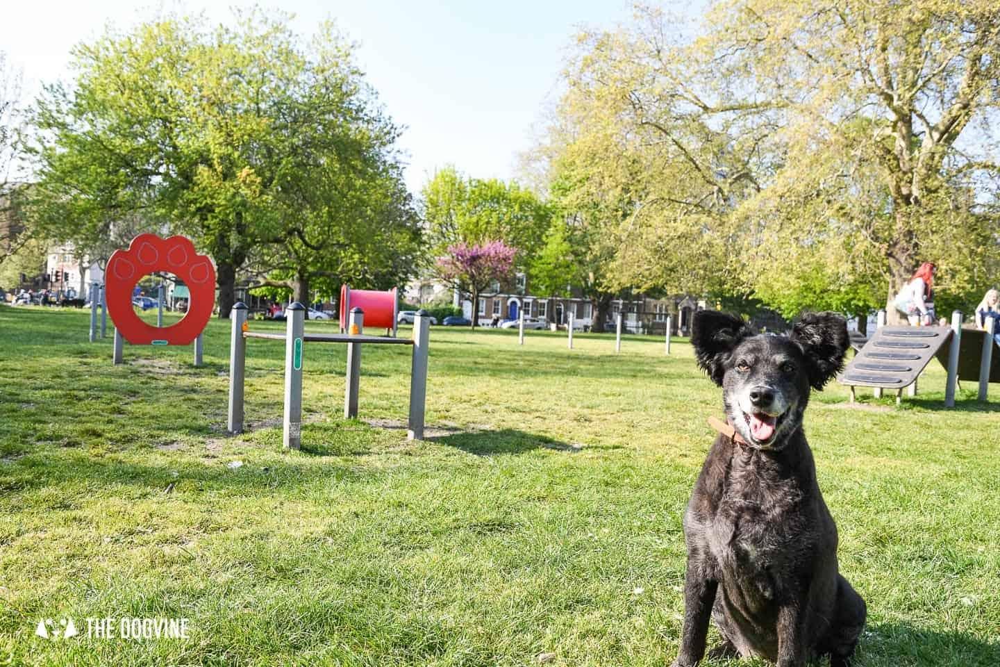 5.5km Dog-friendly Run in London