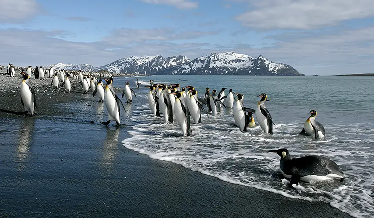 Les manchots royaux profitent du changement climatique