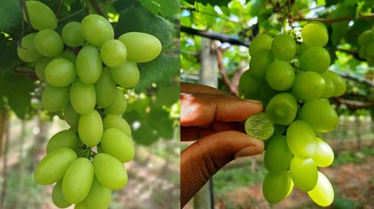 'Mudamos a rota': produtores do agro já buscam novos mercados após tarifaço de Trump