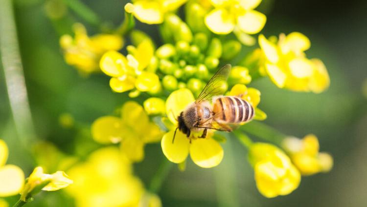 Europe Warned Pollinator Loss Threatens Crops