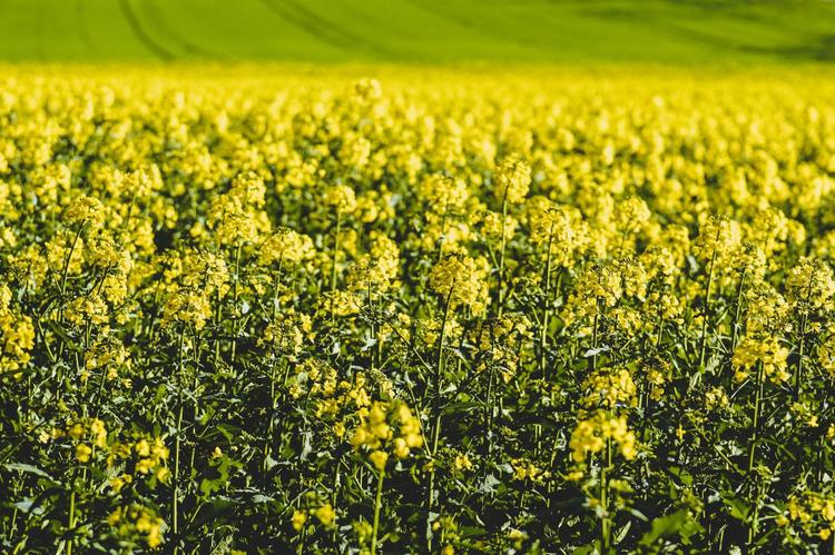 Evogene Receives Grant to Develop Oilseed Crops with High CO2 Assimilation