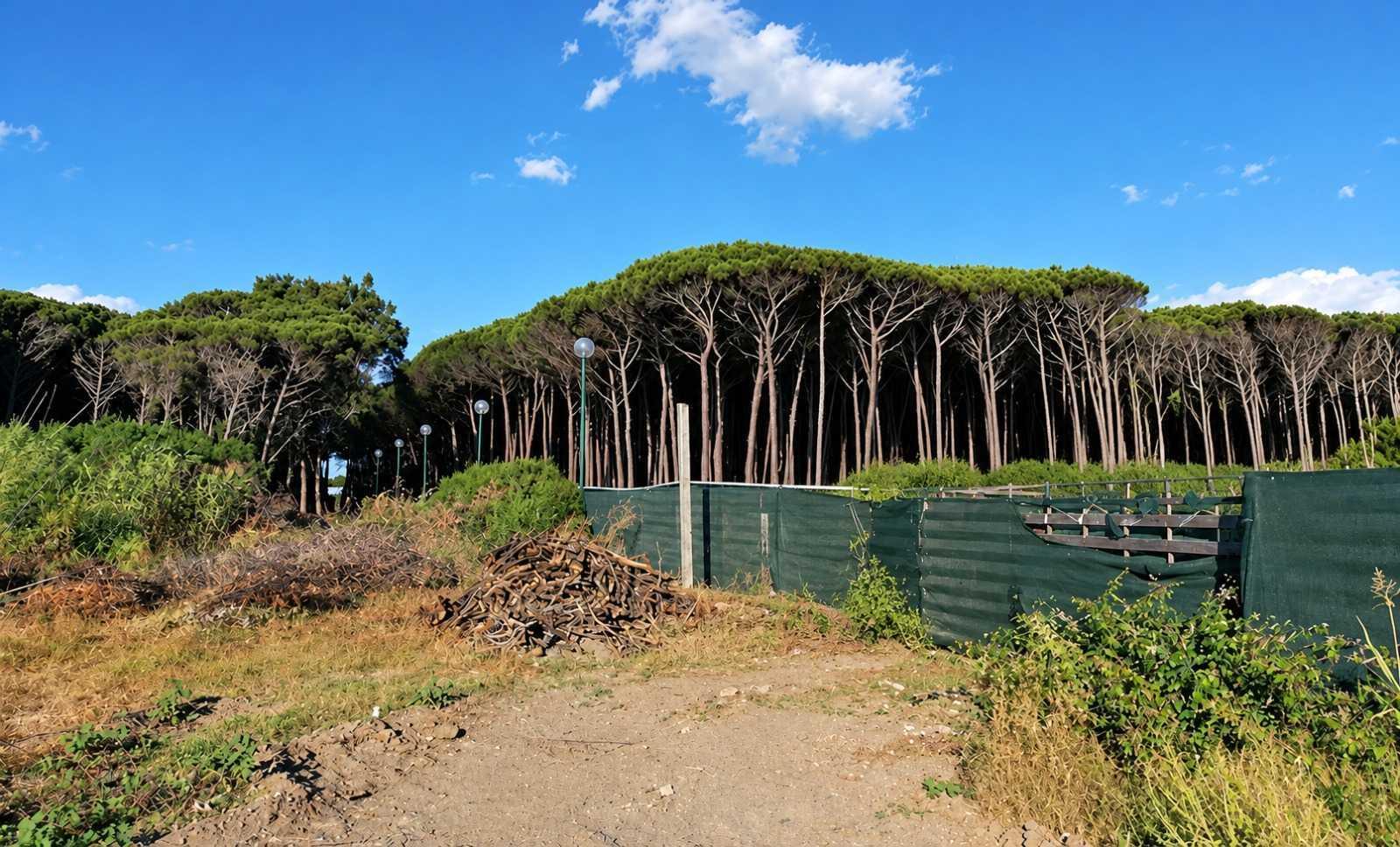 Emergenza pineta Piana del Sele: chiesto un Tavolo tecnico regionale