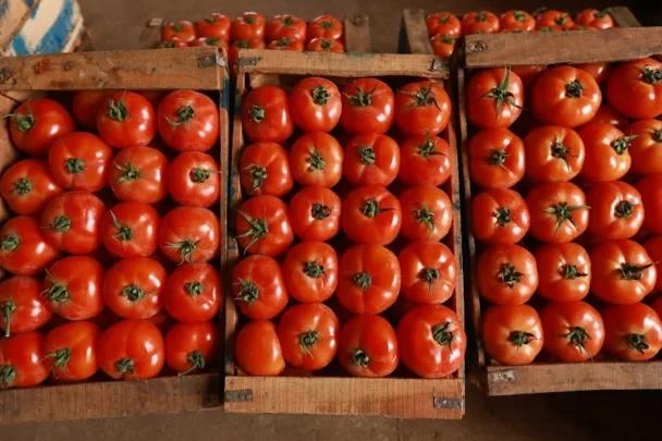 المغرب يعزز موقعه في سوق الطماطم البريطانية