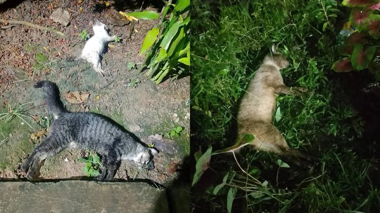 Filhotes mamam em gata morta com sinais de envenenamento em habitacional de Macapá; VÍDEO