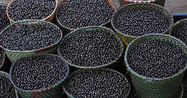 Embrapa transforma resíduo do açaí em nanofertilizante para fotossíntese