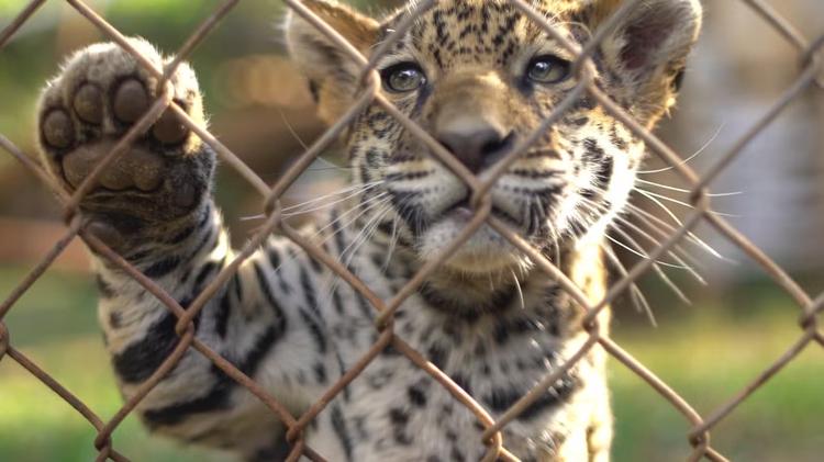 Parque Ecológico de São Carlos abre inscrições para passeio noturno junino; confira