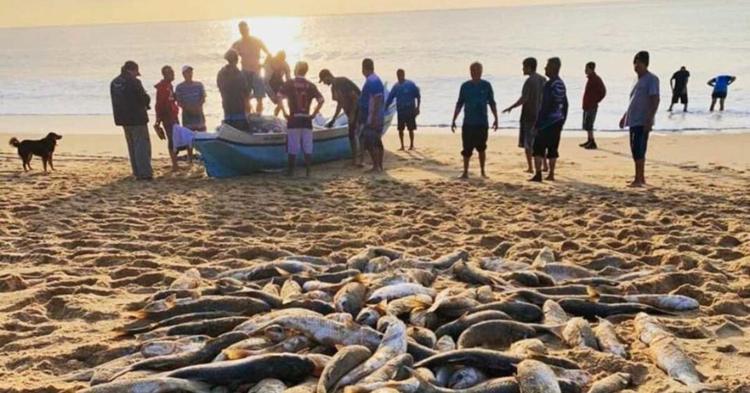 Pescadores artesanais poderão ter incentivo de R$ 150 mil em Balneário Camboriú