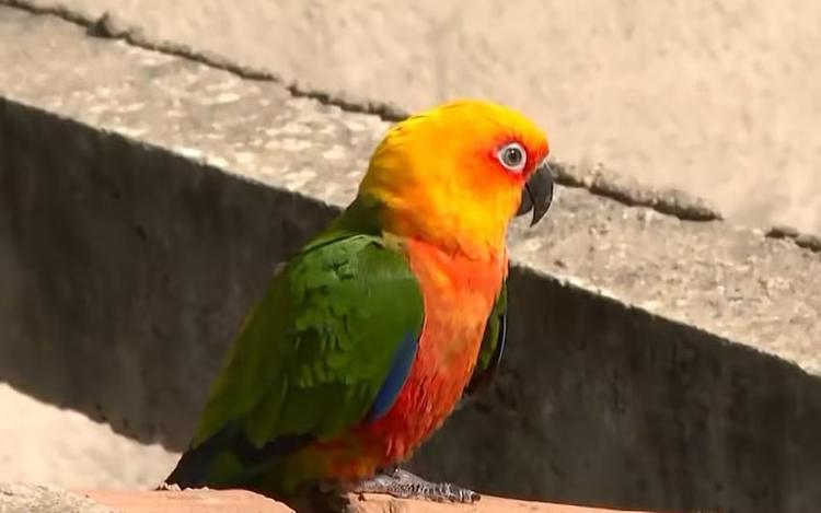 Professor oferece recompensa para quem encontrar ave desaparecida após voo com arara em Poços de Caldas