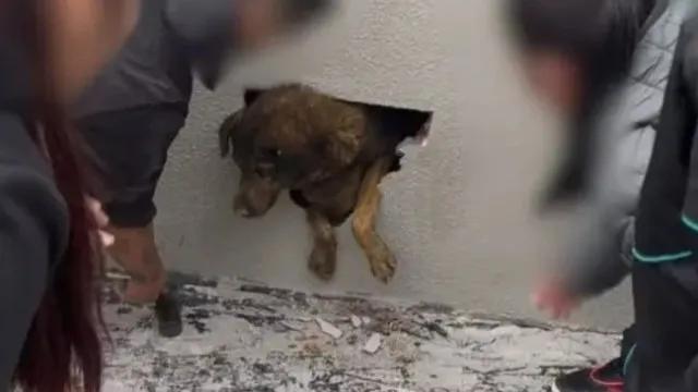 Cadela dada como desaparecida é encontrada concretada em imóvel em construção no PR
