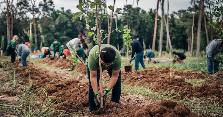 Crédito rural com análise obrigatória de desmatamento fica para 2027