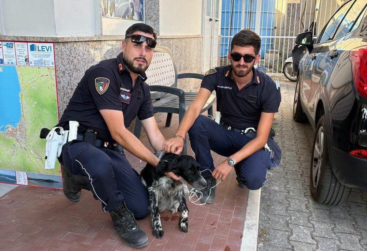 Agropoli, cane sfugge al controllo sulla SS 267: salvato dalla Polizia Municipale