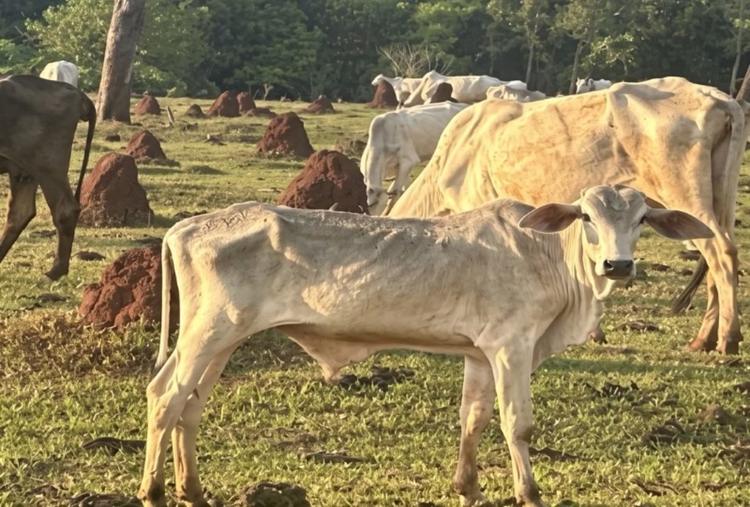 Novilha agonizando e 20 bois magros: MP investiga mais de 200 bovinos em situação crítica em MS