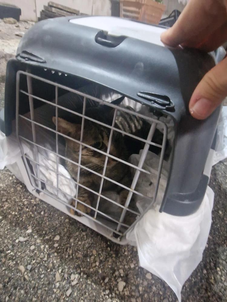 Foggia, gattino incastrato da dieci giorni in una condotta: salvato dai Vigili del fuoco