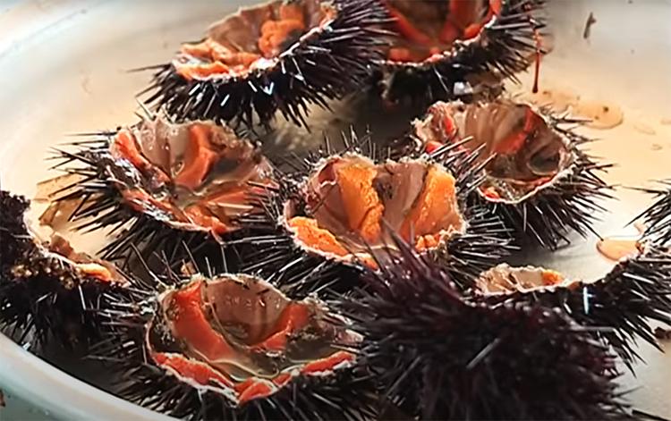 Fermeture de la pêche aux oursins : aucune infraction constatée cette année en Corse