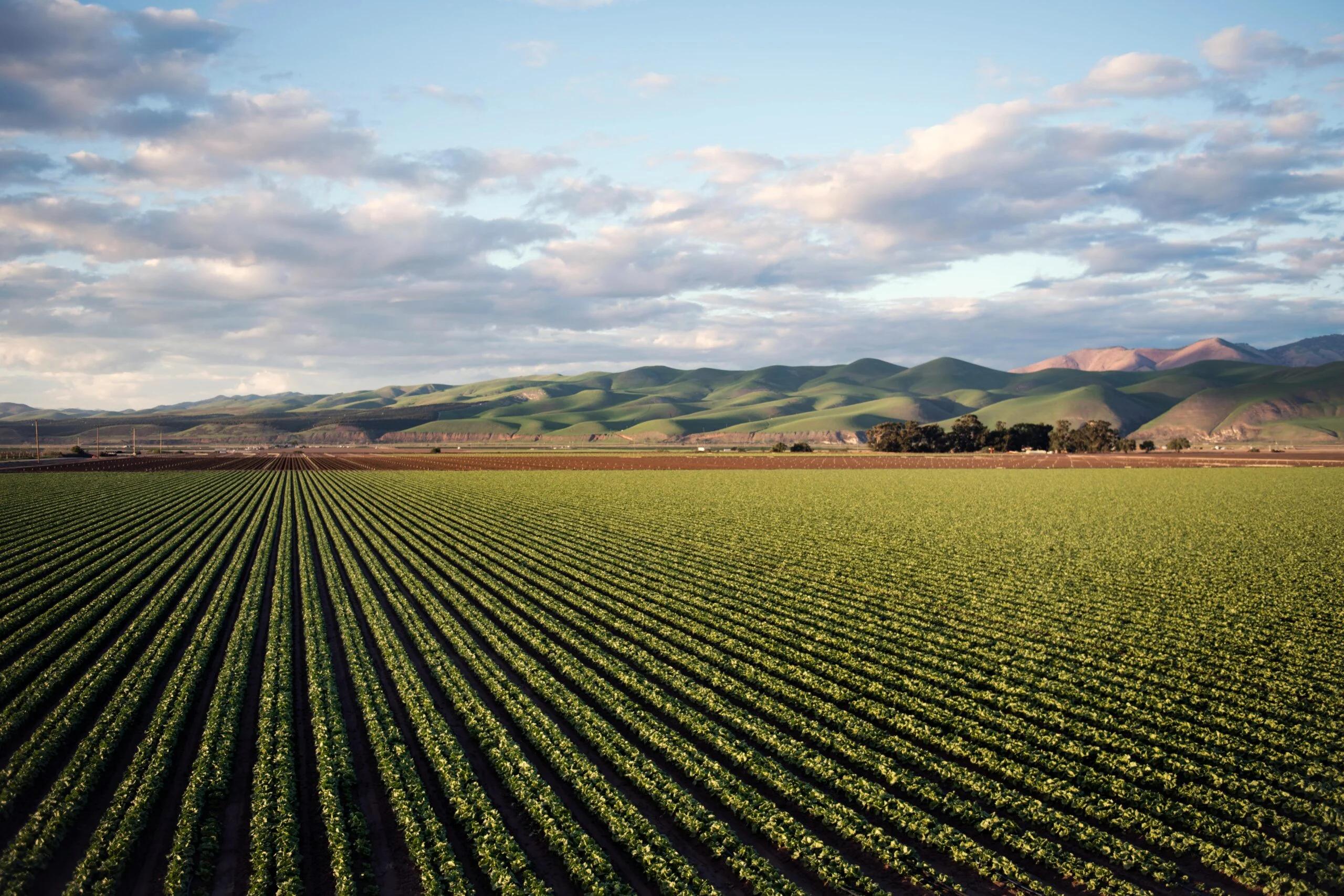 Crisi climatica e costi record: l’allarme di CIA Campania per l’agricoltura