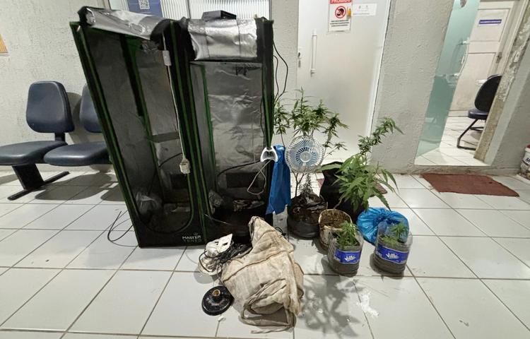 Homem é preso com plantação de maconha em Fernando de Noronha