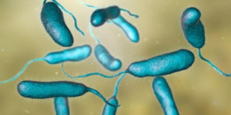 Vibrio vulnificus, il “batterio mangiacarne” studiato anche nello Stretto di Messina