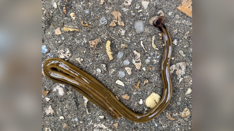 MSU Extension warns residents after invasive hammerhead worm found in Warren County