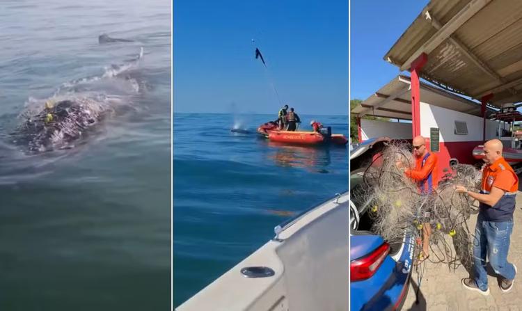 Baleia fica presa em rede de pesca e mobiliza salvamento em Rio das Ostras; VÍDEO