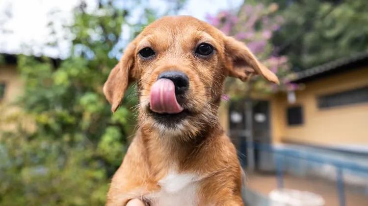 Procon Aracaju pesquisa preços de ração e produtos de pet shop