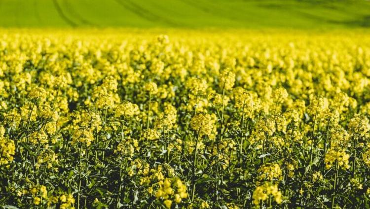 Oilseed Rape In Crisis: Can Fresh Approaches To Pest Management Save This Vital Crop?