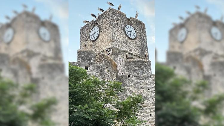 Gard : un étonnant ballet de cigognes au-dessus de Saint-Laurent-des-Arbres