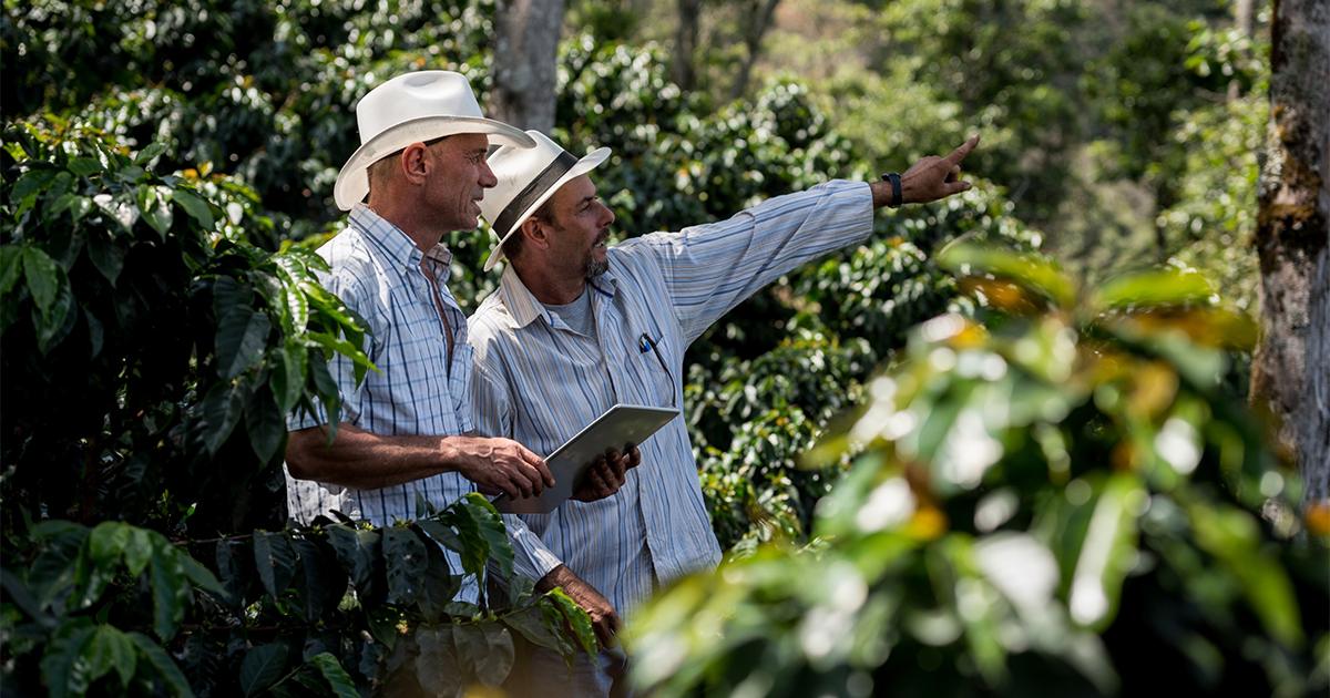 Perfil da cafeicultura brasileira amplia demanda por tecnologias adequadas a diferentes escalas