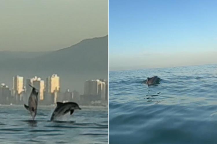 Grupo de golfinhos dá show para remadores no litoral de SP; VÍDEO