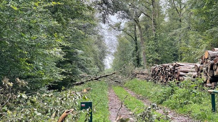Les sentiers de randonnée rouvrent petit à petit en forêt de Mormal, deux mois après le gros orage