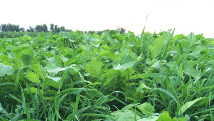 Maximizing Forage Production Through Cover Crops: Nurturing Soil Health for Sustainable Agriculture
