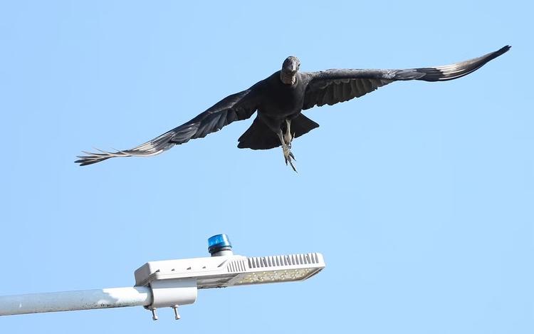 Bird strike: entenda risco de aviões baterem em urubus em Goiânia